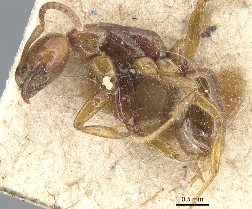 Leptogenys myops specimen CASENT0903952 image casent0903952_3
