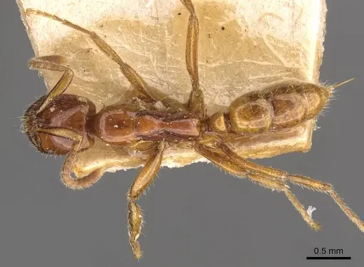 Leptogenys myops specimen CASENT0907293 image casent0907293_1