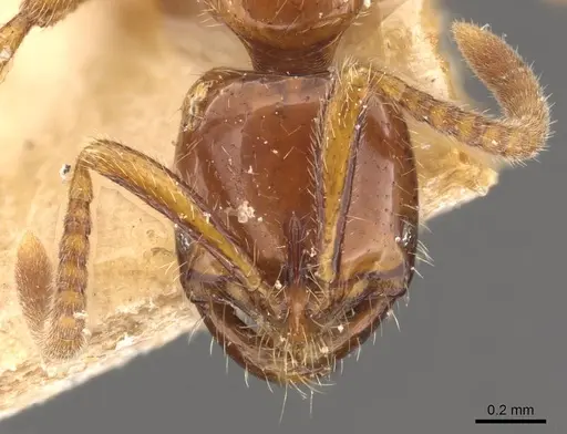 Leptogenys myops specimen CASENT0907293 image casent0907293_2