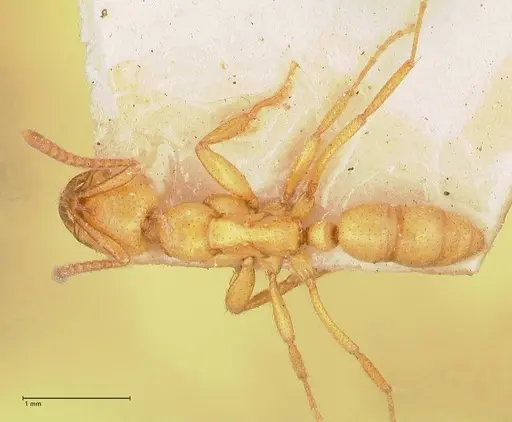 Leptogenys myops specimen FOCOL1012 image focol1012_1