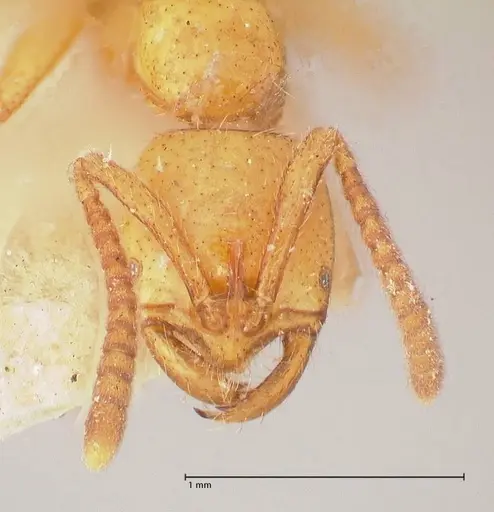 Leptogenys myops specimen FOCOL1012 image focol1012_2