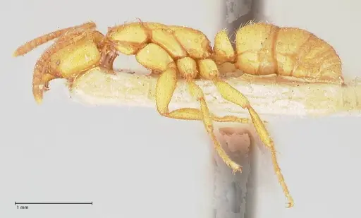 Leptogenys myops specimen FOCOL1012 image focol1012_3