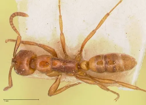 Leptogenys myops specimen FOCOL1013 image focol1013_1