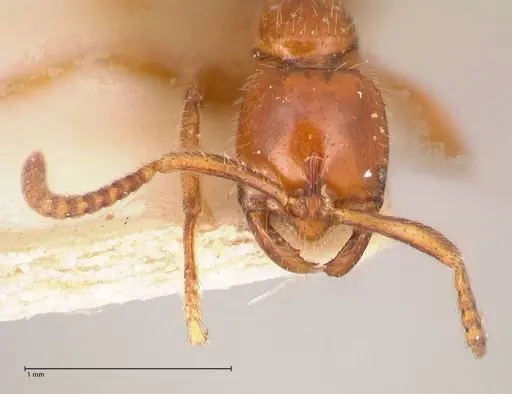 Leptogenys myops specimen FOCOL1013 image focol1013_2