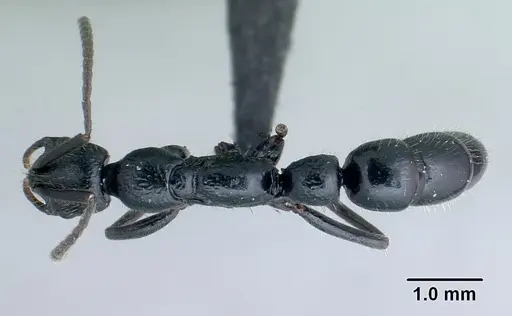 Leptogenys namana specimen CASENT0134243 image casent0134243_1