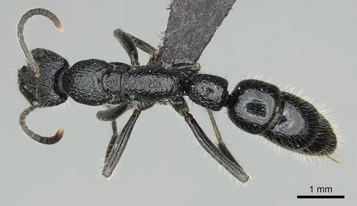 Leptogenys namana specimen CASENT0488652 image casent0488652_1