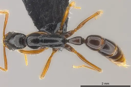 Leptogenys navua specimen CASENT0186200 image casent0186200_1