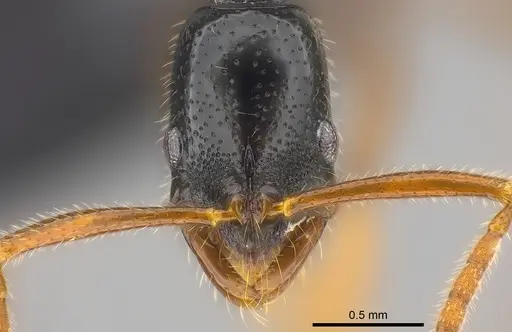Leptogenys navua specimen CASENT0186200 image casent0186200_2