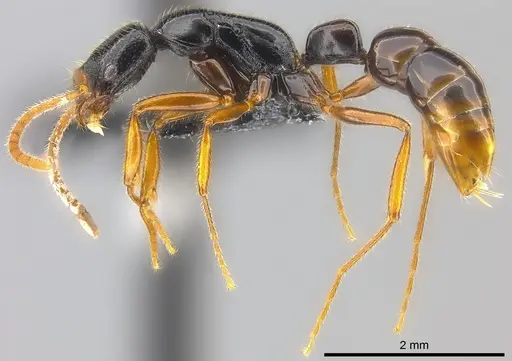 Leptogenys navua specimen CASENT0186200 image casent0186200_3