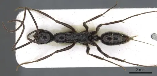 Leptogenys nebra specimen CASENT0902597 image casent0902597_1