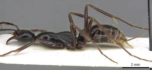 Leptogenys nebra specimen CASENT0902597 image casent0902597_3