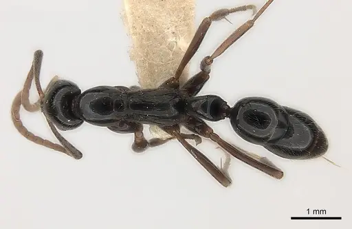 Leptogenys neutralis specimen CASENT0217532 image casent0217532_1