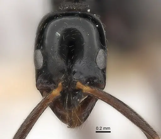 Leptogenys neutralis specimen CASENT0217532 image casent0217532_2