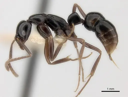 Leptogenys neutralis specimen CASENT0217532 image casent0217532_3