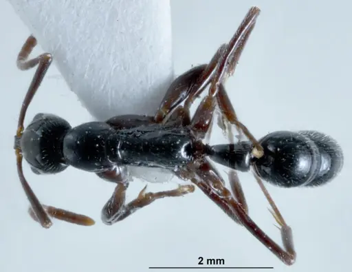 Leptogenys neutralis specimen JDM32-002698 image jdm32-002698_1