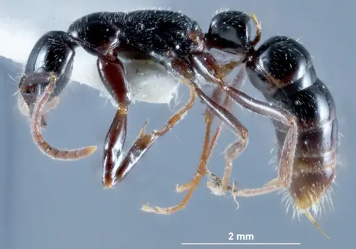 Leptogenys neutralis specimen JDM32-002698 image jdm32-002698_3