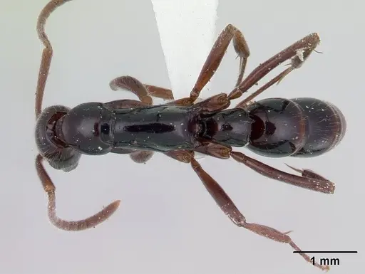 Leptogenys nigricans specimen CASENT0178796 image casent0178796_1