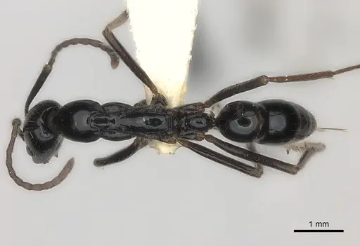 Leptogenys nitens specimen CASENT0217528 image casent0217528_1