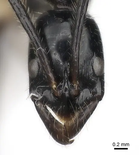 Leptogenys nitens specimen CASENT0217528 image casent0217528_2