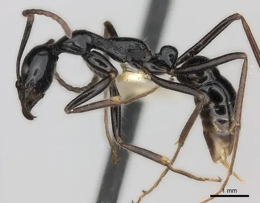 Leptogenys nitens specimen CASENT0217528 image casent0217528_3