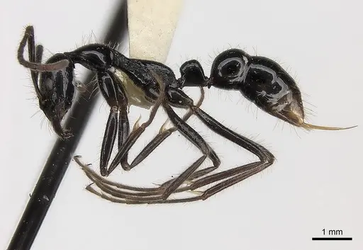 Leptogenys nitens specimen CASENT0217533 image casent0217533_3