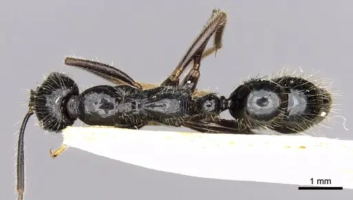 Leptogenys nitens specimen CASENT0902612 image casent0902612_1