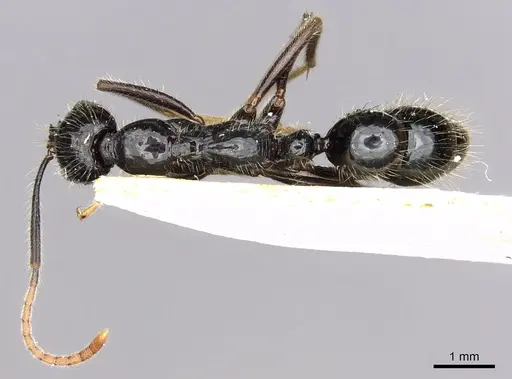 Leptogenys nitens specimen CASENT0902612 image casent0902612_2