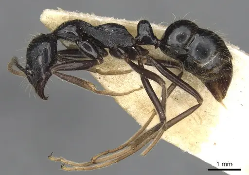 Leptogenys nitens specimen CASENT0902612 image casent0902612_4