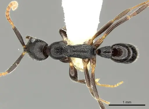Leptogenys nuserra specimen CASENT0270563 image casent0270563_1