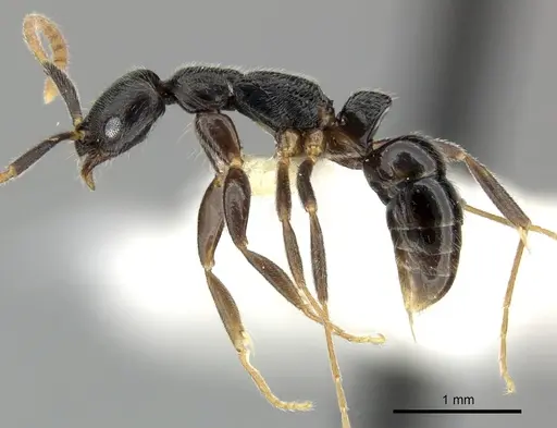 Leptogenys nuserra specimen CASENT0270563 image casent0270563_3