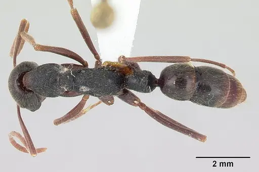 Leptogenys oaxaca specimen CASENT0178779 image casent0178779_1