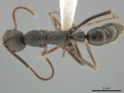 Leptogenys oaxaca specimen JTLC000010242 image jtlc000010242_1