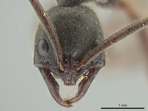 Leptogenys oaxaca specimen JTLC000010242 image jtlc000010242_2