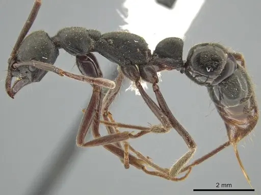Leptogenys oaxaca specimen JTLC000010242 image jtlc000010242_3
