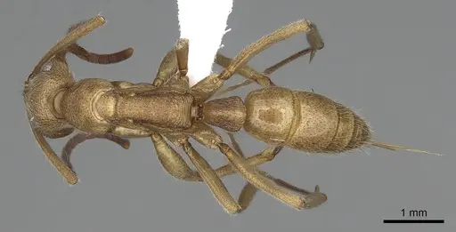Leptogenys occidentalis specimen CASENT0317017 image casent0317017_1