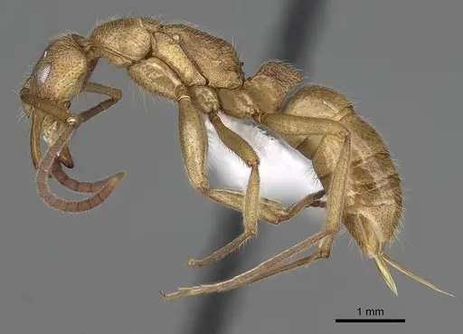 Leptogenys occidentalis specimen CASENT0317017 image casent0317017_3