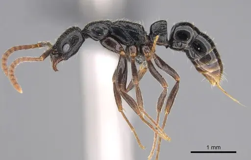 Leptogenys occidentalis specimen CASENT0814958 image casent0814958_1