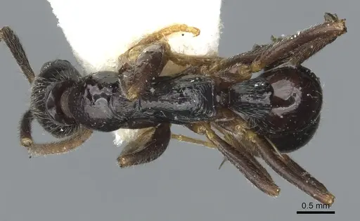 Leptogenys occidentalis specimen CASENT0902600 image casent0902600_1