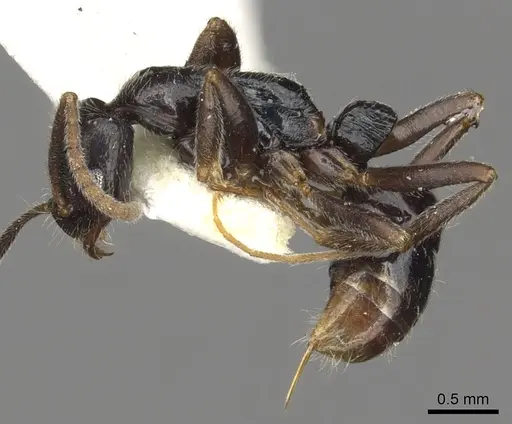 Leptogenys occidentalis specimen CASENT0902600 image casent0902600_3
