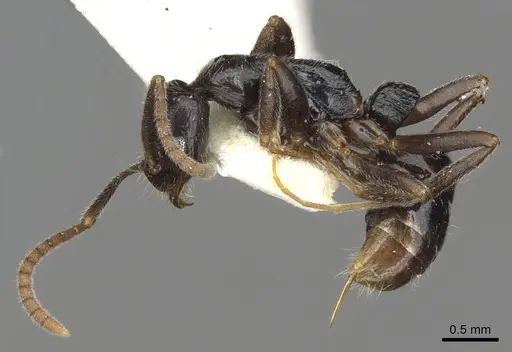 Leptogenys occidentalis specimen CASENT0902600 image casent0902600_4