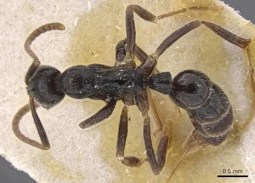 Leptogenys occidentalis specimen CASENT0915463 image casent0915463_1