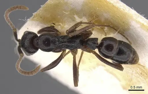 Leptogenys occidentalis specimen CASENT0915464 image casent0915464_1