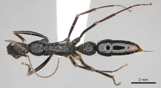 Leptogenys optica specimen CASENT0281937 image casent0281937_1