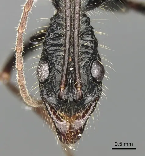 Leptogenys optica specimen CASENT0281937 image casent0281937_2