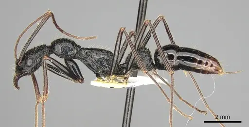 Leptogenys optica specimen CASENT0281937 image casent0281937_3