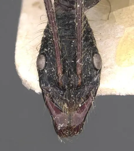Leptogenys optica specimen CASENT0907387 image casent0907387_2