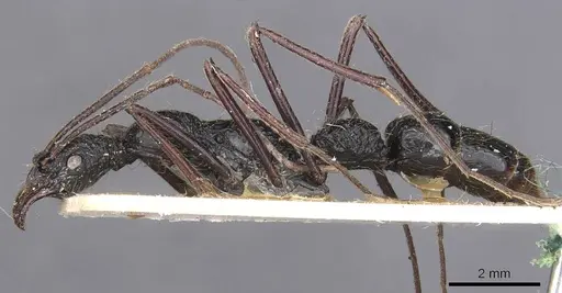 Leptogenys optica specimen CASENT0907387 image casent0907387_3