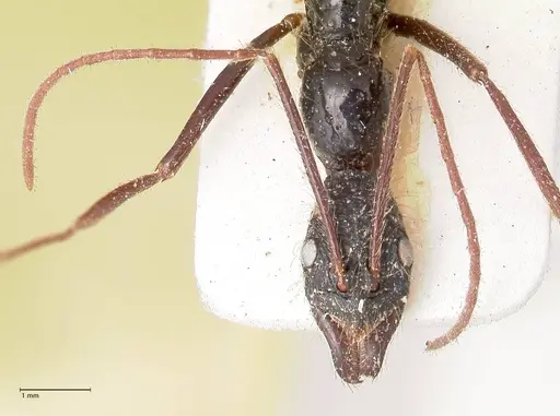 Leptogenys optica specimen FOCOL0920 image focol0920_2