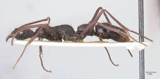 Leptogenys optica specimen FOCOL0920 image focol0920_3