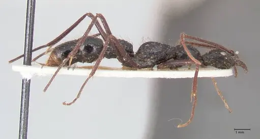 Leptogenys optica specimen FOCOL0920 image focol0920_4
